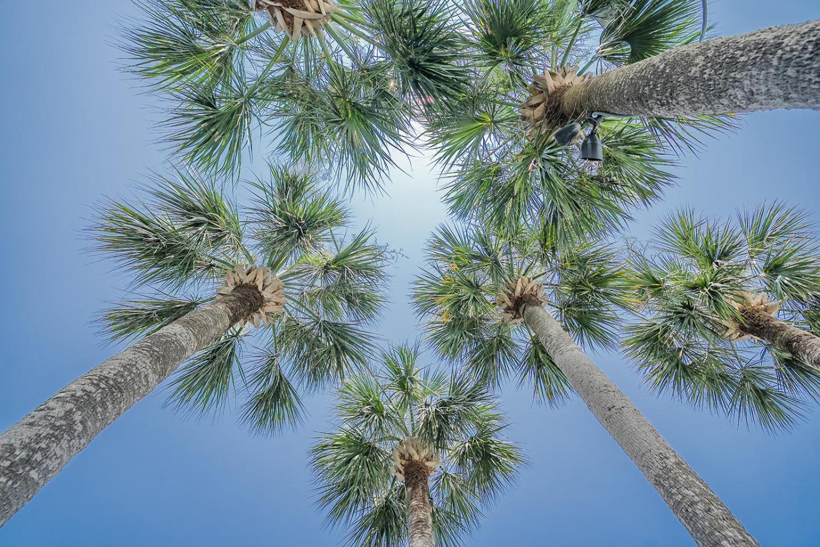 Royal Palms Motel 2*